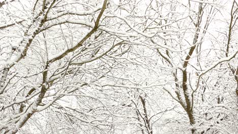 árboles-Desnudos-Helados-De-Nieve-Durante-La-Temporada-De-Invierno-En-El-Parque-En-Ontario,-Canadá---Inclinación-Hacia-Arriba