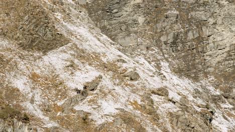 Wild-chamois-are-running-across-a-steep-and-snowy-mountain-side