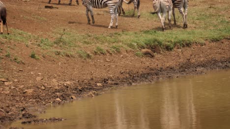 Nyala,-Impala-and-Zebra-run-suddenly-from-muddy-pond-when-startled