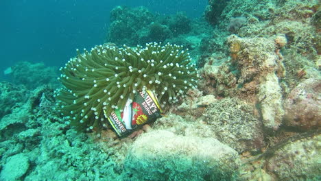 Eine-Weggeworfene-Sardinendose-Liegt-Direkt-Neben-Einer-Koralle