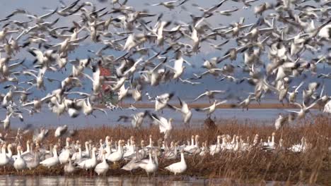 A-group-of-wild-snow-geese-taking-off-Richmond-wetlands-in-slow-motion