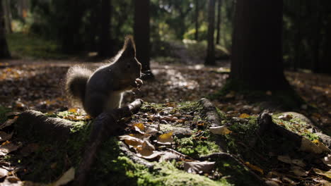 Nahaufnahme-Eines-Eichhörnchens,-Das-Im-Herbstwald-Frisst-Und-Rennt