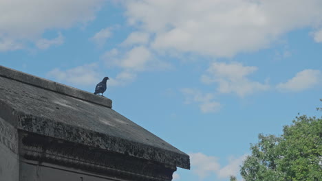 A-pigeon-sitting-on-the-roof-of-a-crypt-and-flying-away