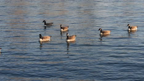 Canada-geese-swimming-in-pond-at-golden-hour
