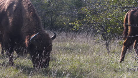 Two-european-bison-bonasus-grazing-in-a-grassy-steppe,-windy,-Czechia