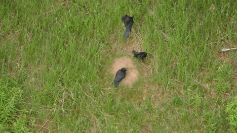 Three-ravens-hunting-ants-by-letting-them-crawl-on-their-wings