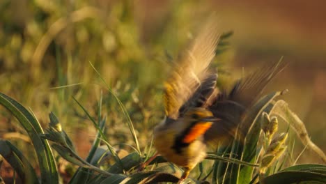 Wary-Orange-Throated-or-Cape-Longclaw-Bird-Chirps-and-Flies-Away,-Golden-Hour