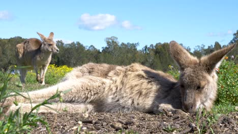 Ein-Känguru-Baby-Legt-Sich-Zur-Ruhe-Auf-Ein-Feld-Voller-Gelber-Blumen,-Während-Im-Hintergrund-Ein-älteres-Känguru-Gras-Frisst