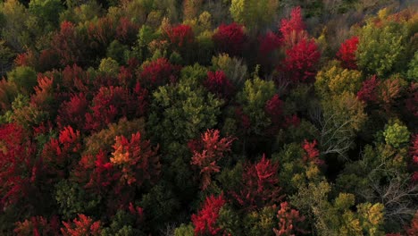 blazing-red-forest-top-aerial