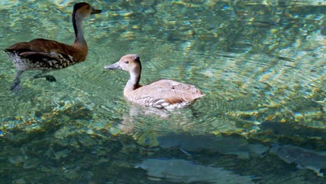 Close-shot-of-yaguasa-ducks-in-crystal-clear-lake,-fish-below-them,-sunny-day