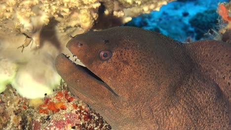 profile-close-up-of-a-giant-moray-eel-looking-at-the-camera