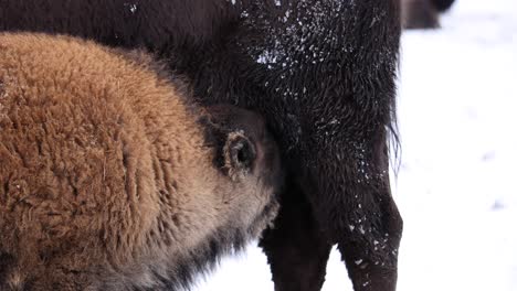 bison-baby-calf-feeding-during-winter