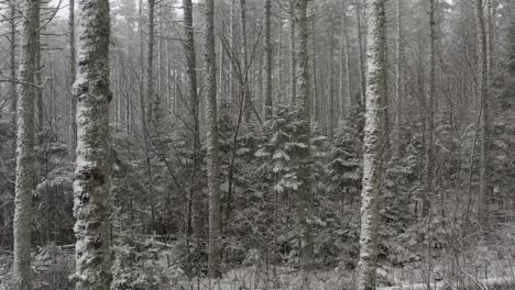 Dense-Winter-forestry-with-dusting-of-snow,-Aerial-shot-track-forward