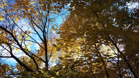 Wide-shot-looking-upwards-through-the-tree-canopy-to-a-blue-autumn-sky