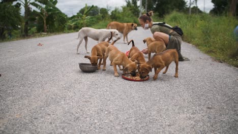Mujer-Joven-Alimentando-Perros-Y-Cachorros-Sin-Hogar-En-Asia