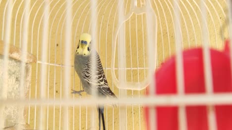 Close-up-shot-of-colorful-canary-bird-climbing-in-own-cage-during-sunny-day
