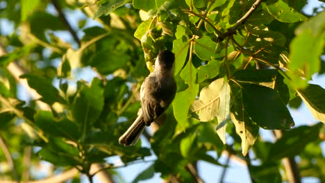 Pájaro-Marrón-Y-Blanco-Se-Alimenta-De-Insectos-De-Las-Hojas-De-Un-árbol-En-El-Bosque