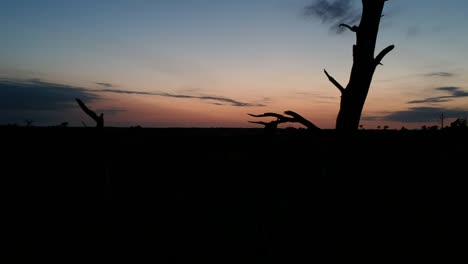 Drone-pushes-towards-a-silhouetted-tree-at-dusk-during-blue-hour