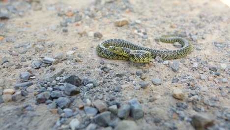 A-juvenile-Speckled-Kingsnake,-Lampropeltis-getula-holbrooki,-a-non-venomous-North-America-snake,-reacts-to-a-perceived-threat-with-tail-shaking-and-head-movements
