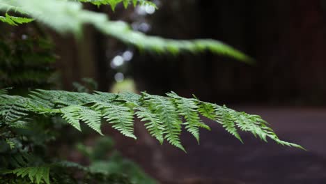 Close-up-of-the-fern-leaf-being-moved-by-the-wind
