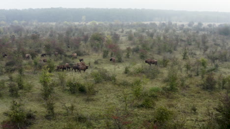 Europäische-Bison-Bonasus-Herde-Steht-In-Einem-Dunstigen,-Buschigen-Feld,-Tschechien