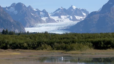 Glacier-Mouth-and-Mountains-of-Alaska-Above-Green-Forest-and-Swan-in-Shallow-Pond-Water,-Scenic-Static-Full-Frame-Shot