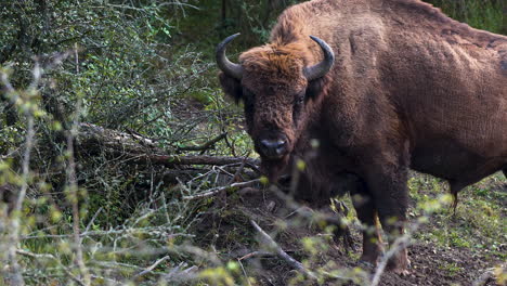 A-european-bison-bonasus-bull-grazing-in-a-forest,-ruminating,Czechia