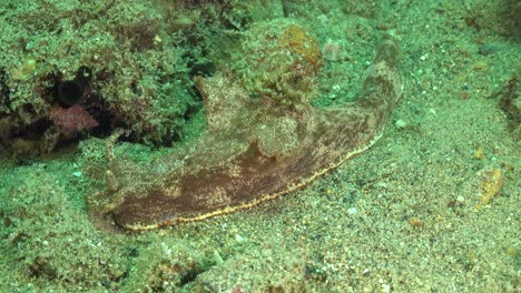 Nudibranch-crawling-over-sandy-reef-bottom