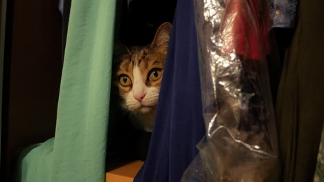 Adorable-pet-cat-hiding-behind-hanged-clothes-in-the-closet--close-up