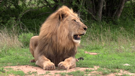 A-beautiful-adult-male-lion-sitting-panting-under-the-hot-African-sun