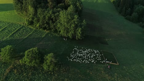 Flock-Of-Sheep-Grazing-On-Greenery-Grassland-With-Dense-Forest-In-Background