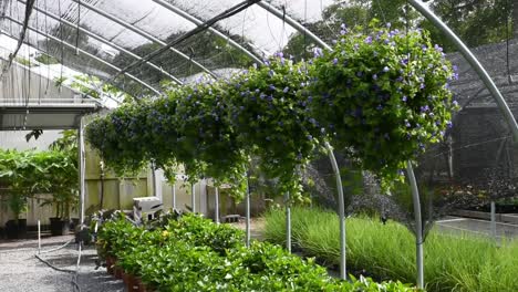 Cesta-Colgante-Flores-De-Petunia-Púrpura-Dentro-Del-Jardín-De-Invernadero-Que-Sopla-En-El-Viento