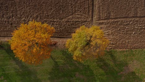Von-Oben-Nach-Unten-Luftaufnahme-Von-Farbenfrohen,-Herbstlich-Gefärbten-Bäumen