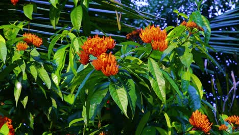 Beautiful-orange-blossoms-stand-out-against-deep-green-narrow-leaves-on-a-bush