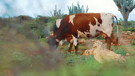 Wild-cows-grazing-in-cactus-desert-landscape,-seen-from-behind-bush-in-SLOWMO