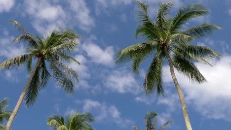 Kokospalmen-Mit-Blauem-Himmelshintergrund