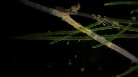 El-Anélido-Microscópico-Segmentado,-Stylaria