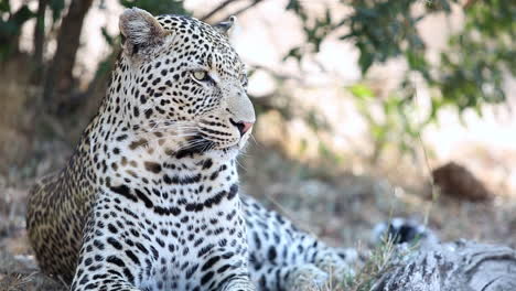 Close-up-of-big-male-leopard-lying-down-and-looking-around-in-Greater-Kruger-National-Park,-South-Africa