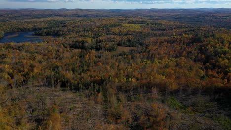 Aerial-reveal-of-a-late-autumn-forest-beyond-a-newly-logged-plot-of-land