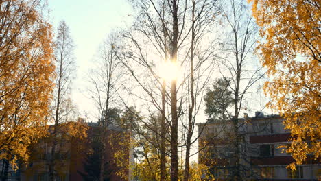 Timelapse-video-of-birch-trees-swaying-and-dropping-leaves-in-urban-environment