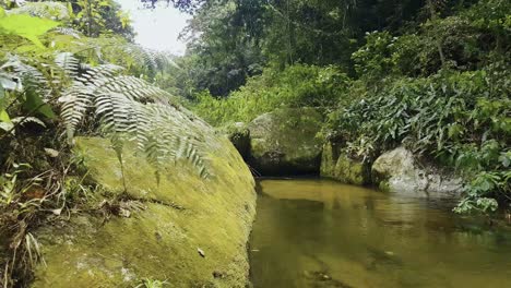 Ruhiges-Und-Friedliches-Wildflussbecken-Im-Amazonas-Regenwald