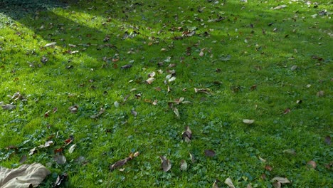 Long-dolly-shot-of-grass-and-leaves-by-drone