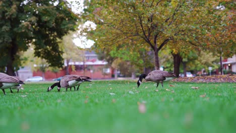 Canada-Geese-grazing-in-the-park