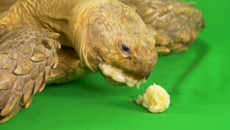 Nahaufnahme-Einer-Sulcata-Spornschildkröte-Mit-Unordentlicher-Banane-Im-Gesicht-Auf-Grünem-Chroma-Key-Bildschirm