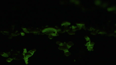 Der-Biolumineszierende-Pilz-Panellus-Stipticus-Leuchtet-Nachts