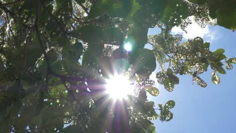 Slow-motion-low-angle-shot-looking-directly-above-at-sun-rays-peering-through-the-leaves-of-a-tropical-almond-tree