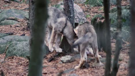 Wolves-playing,-fighting,-eating