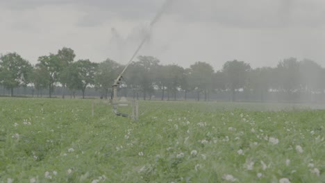 Large-water-sprinkler-in-potato-field