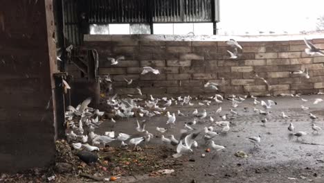 Hundreds-of-seagulls-feasting-on-garbage