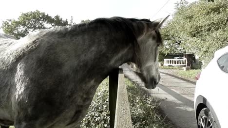Inquisitive-horse-having-nose-stroked-over-fence